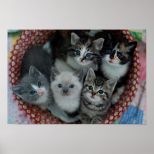 Kittens In A Basket Poster
