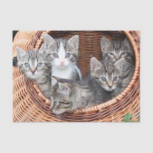 kittens in a basket tissue paper (Front)