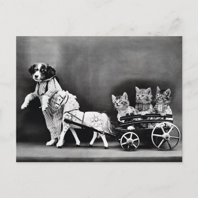 Kittens in a Carriage Postcard (Front)
