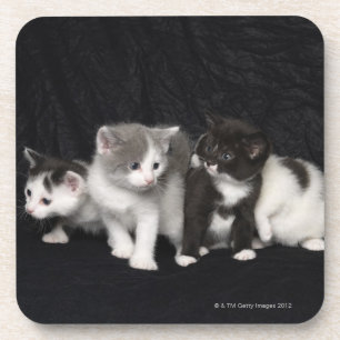 Kittens in a Studio Shot Coaster