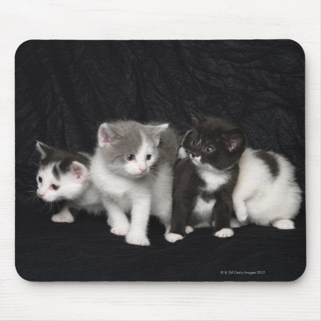 Kittens in a Studio Shot Mouse Mat (Front)