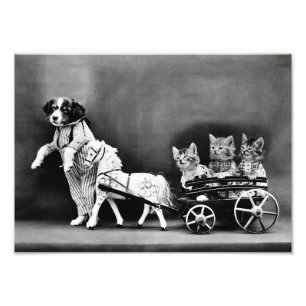 Kittens in Carriage Photo Print