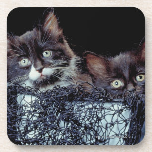 Kittens in container coaster