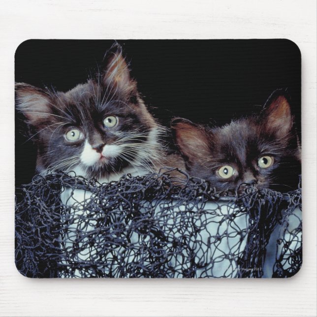 Kittens in container mouse mat (Front)