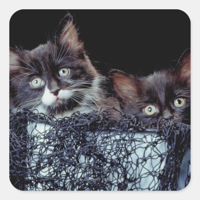 Kittens in container square sticker (Front)