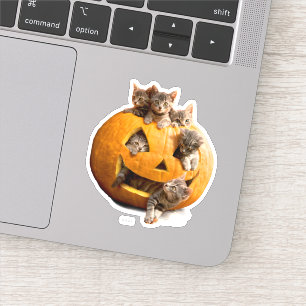 Kittens in Jack-o-Lantern