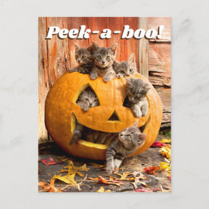 Kittens in Jack-o-Lantern Invitation Postcard