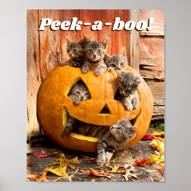 Kittens in Jack-o-Lantern Poster (Front)