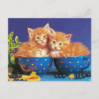 kittens in kopje postcard