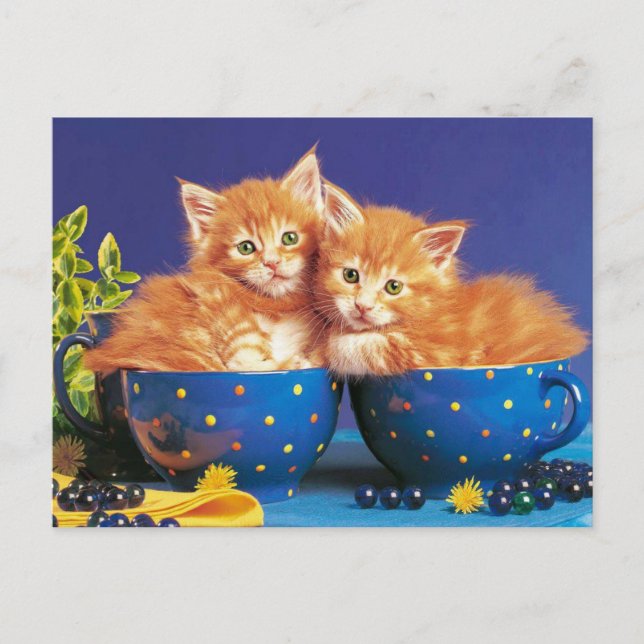kittens in kopje postcard (Front)