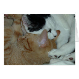 Kittens in Love