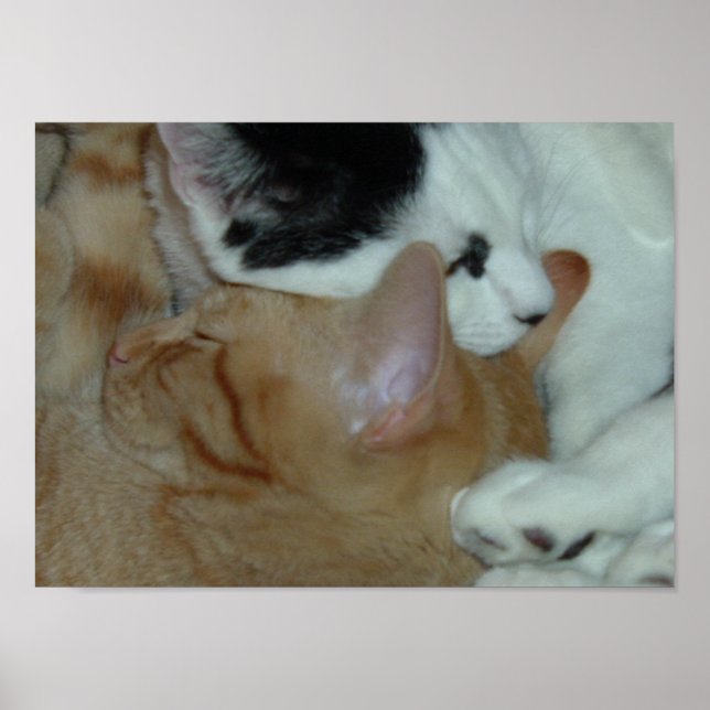 Kittens in Love Poster (Front)
