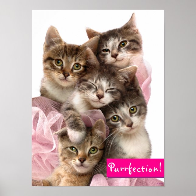 Kittens in Tutus Poster (Front)