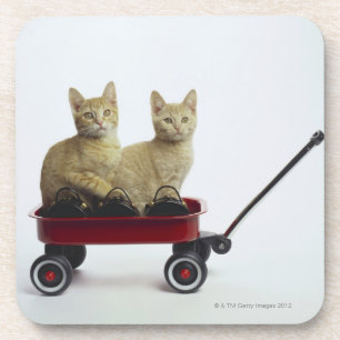 Kittens in wagon coaster