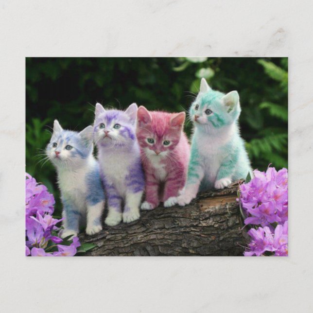 kittens met kleur postcard (Front)
