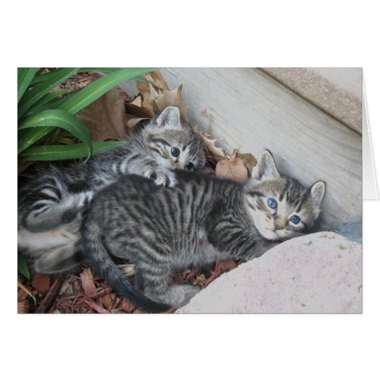 Kittens Note Card