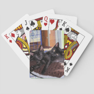 Kittens playing cards