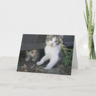 Kittens Playing on the Farm Greeting Card
