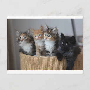 Kittens postcard