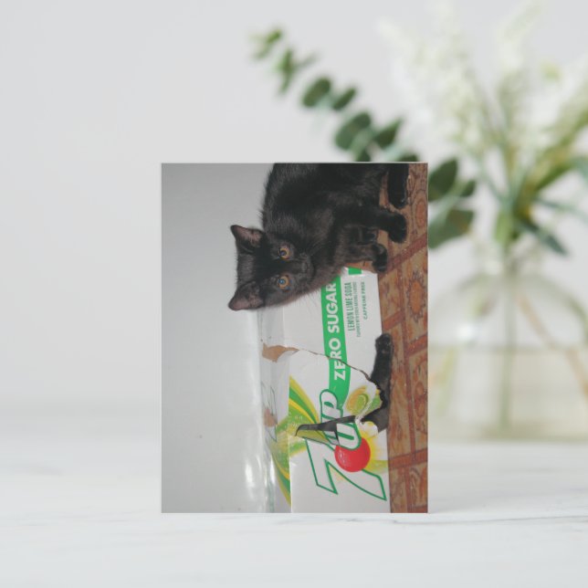 Kittens Postcard (Standing Front)