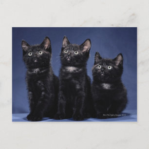 Kittens Postcard