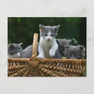 kittens postcard
