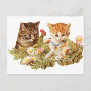 Kittens Postcard