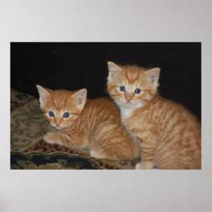 Kittens Poster