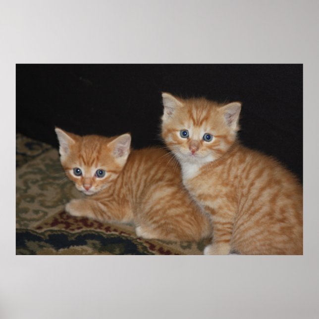 Kittens Poster (Front)