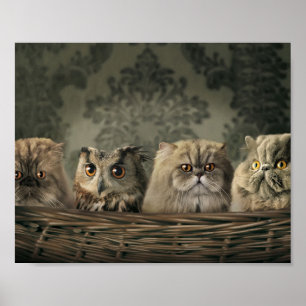 Kittens Poster