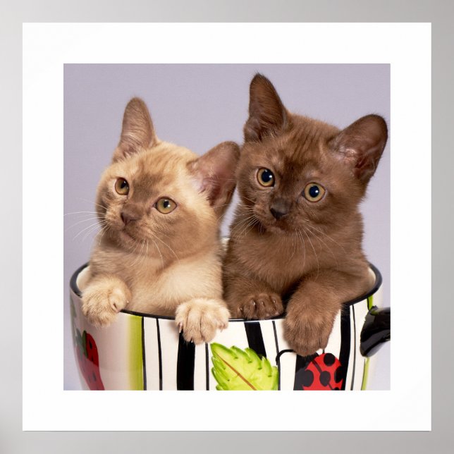 Kittens Poster (Front)