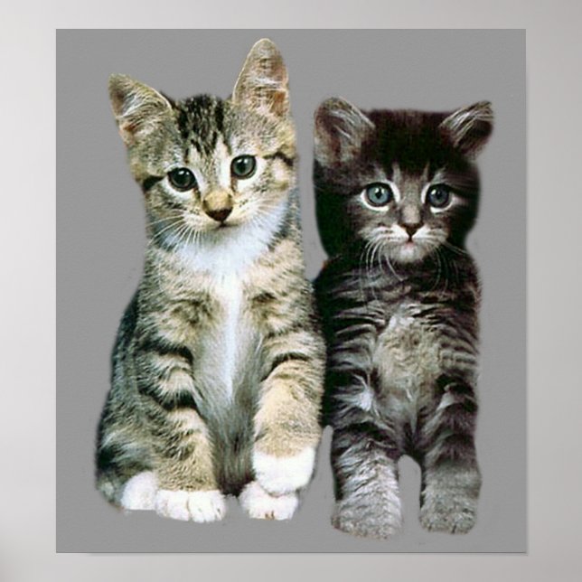 Kittens Poster (Front)