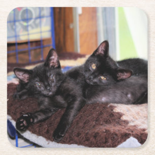 Kittens square paper coaster