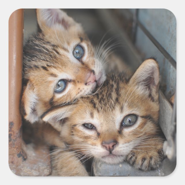Kittens Square Sticker (Front)