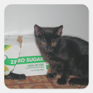 Kittens Square Sticker