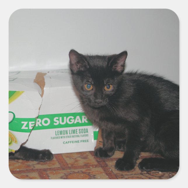 Kittens Square Sticker (Front)