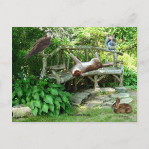 Kittens Wildlife Friends Postcard
