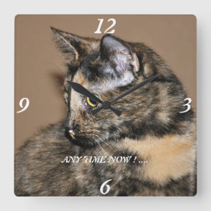 Kitties Any Time Now Wall Clock !