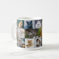 Kitties Everywhere