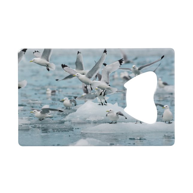 Kittiwakes Flying (Back Horizontal)