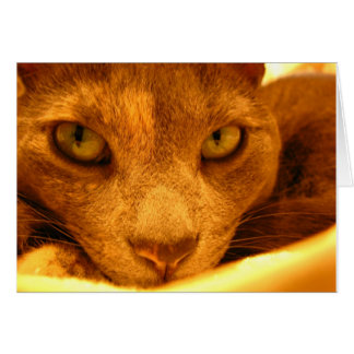 Kitty