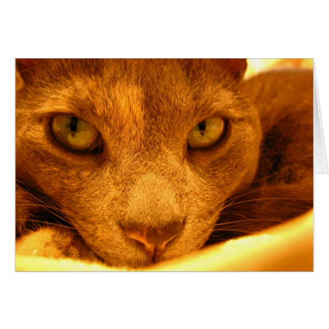 Kitty (Front Horizontal)