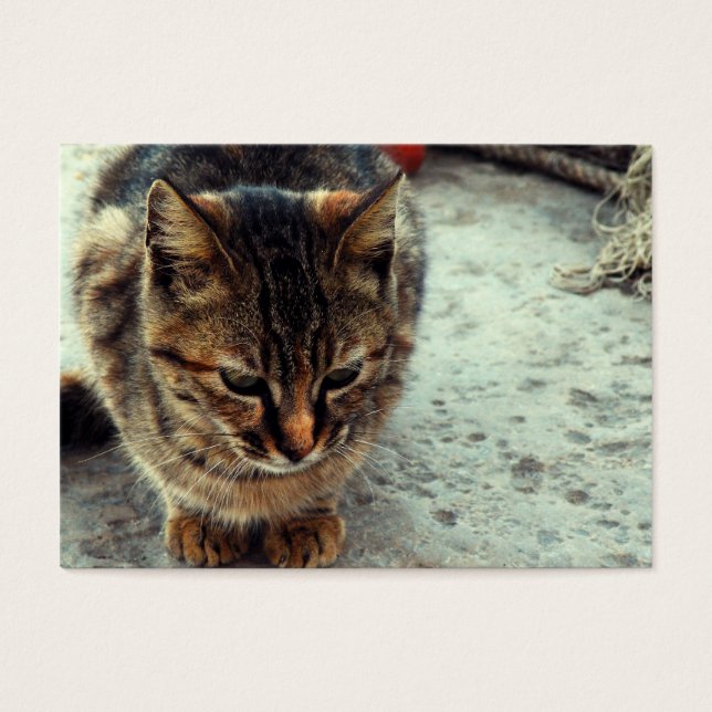 Kitty (Front)