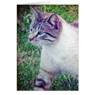 Kitty