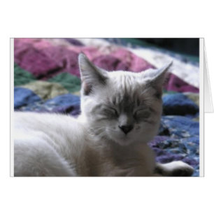 kitty 1