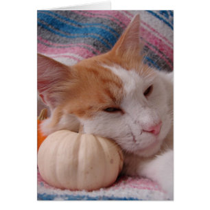Kitty and Pumpkin