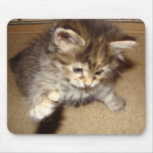 Kitty batting at the mouse mat