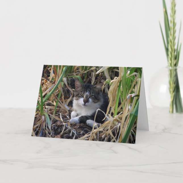 Kitty Birthday Wishes Card (Front)