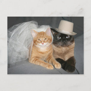 Kitty Bride and Groom Postcard