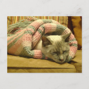 Kitty Burrito Postcard